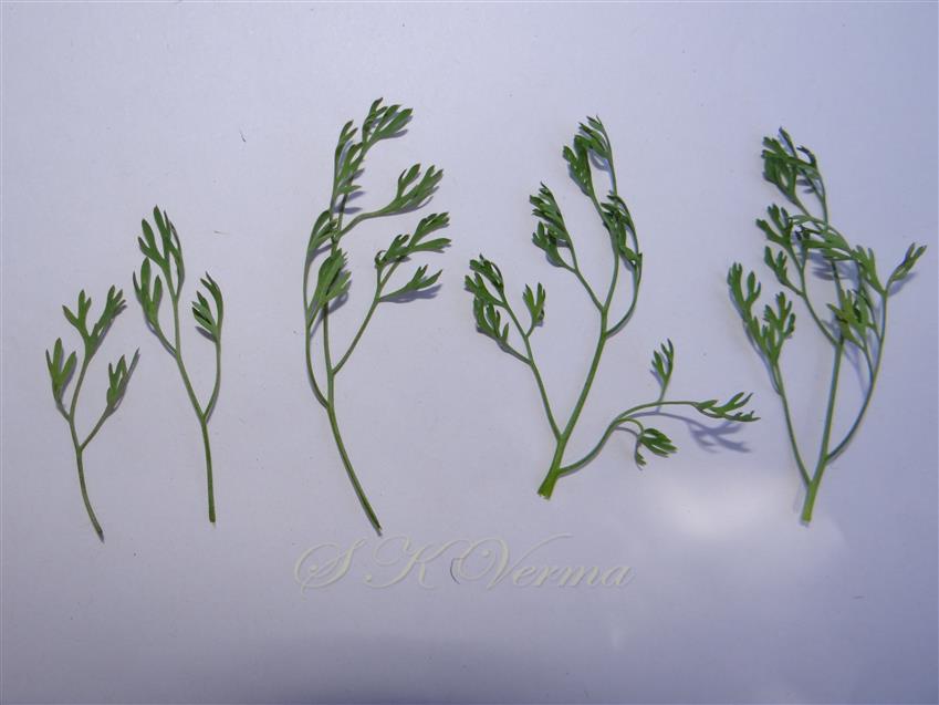   Leaves